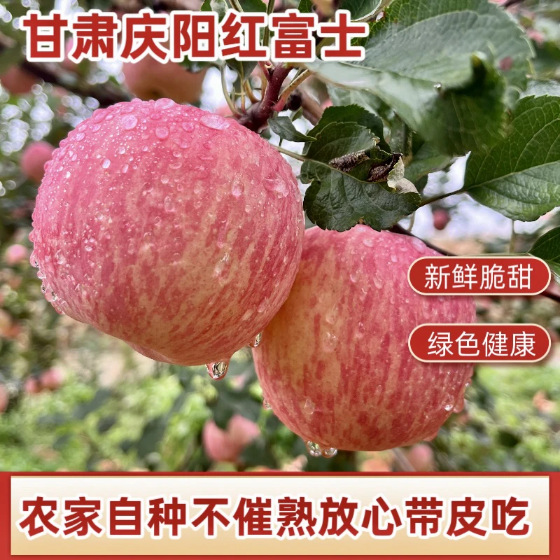 甘肃庆阳红富士脆甜多汁农家自种牛粪苹果不催熟产地直发新鲜苹果