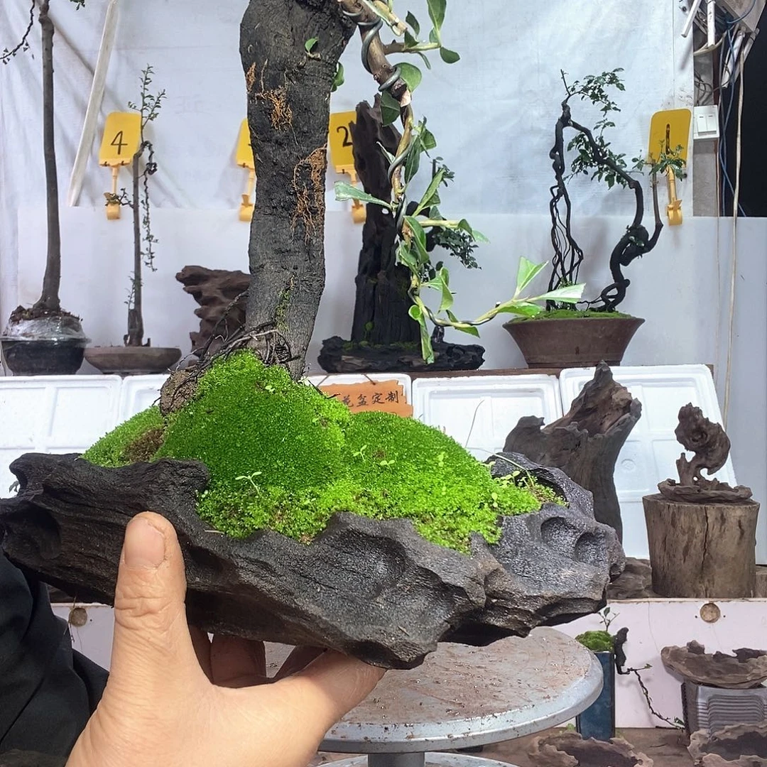 完全开放金弹子123456