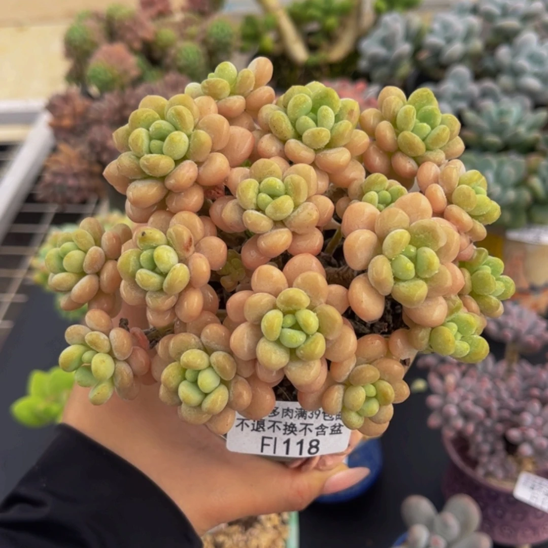 118-手盆洛可可多肉10cm