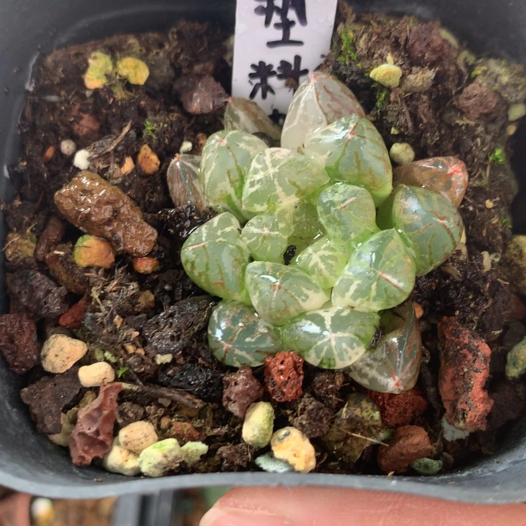 塑料皮玉露锦一物一拍