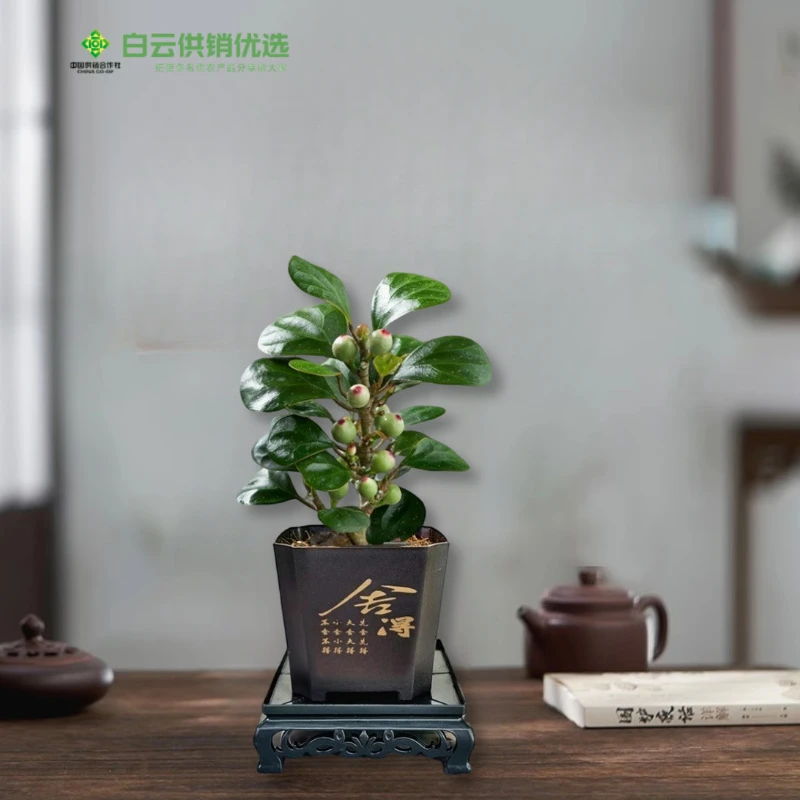 小盼菩提树盆栽老桩带果办公室桌面禅意绿植小盆景四季观果叶植物