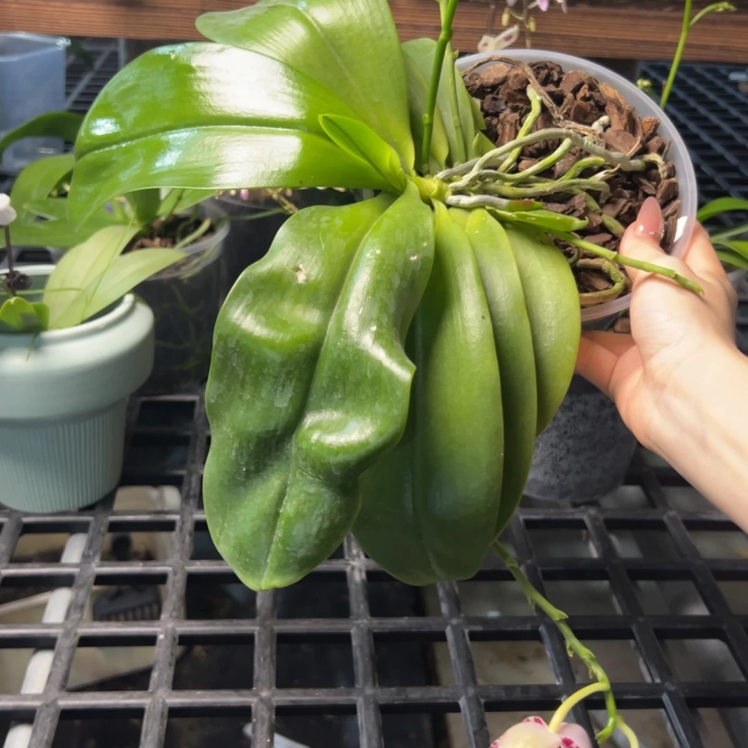 完全开放九**?斑马871