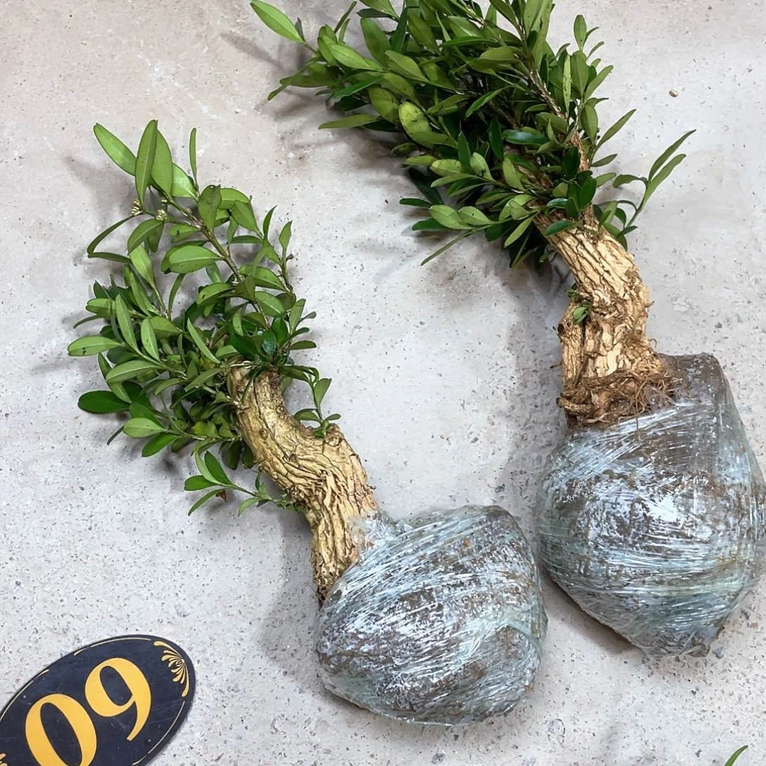 浩***华无花朵一起为梦想而加油啊我