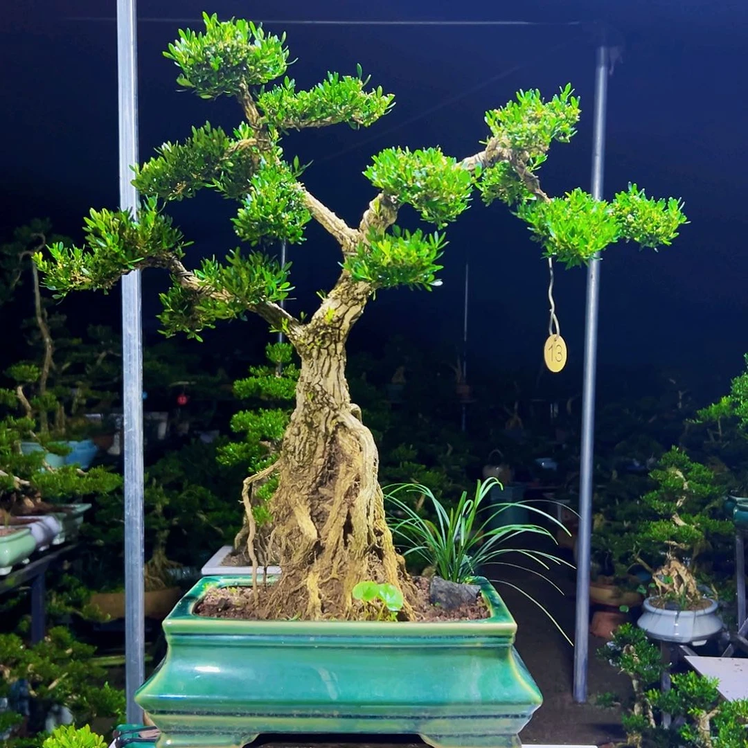 当前无花栽培后可以开花