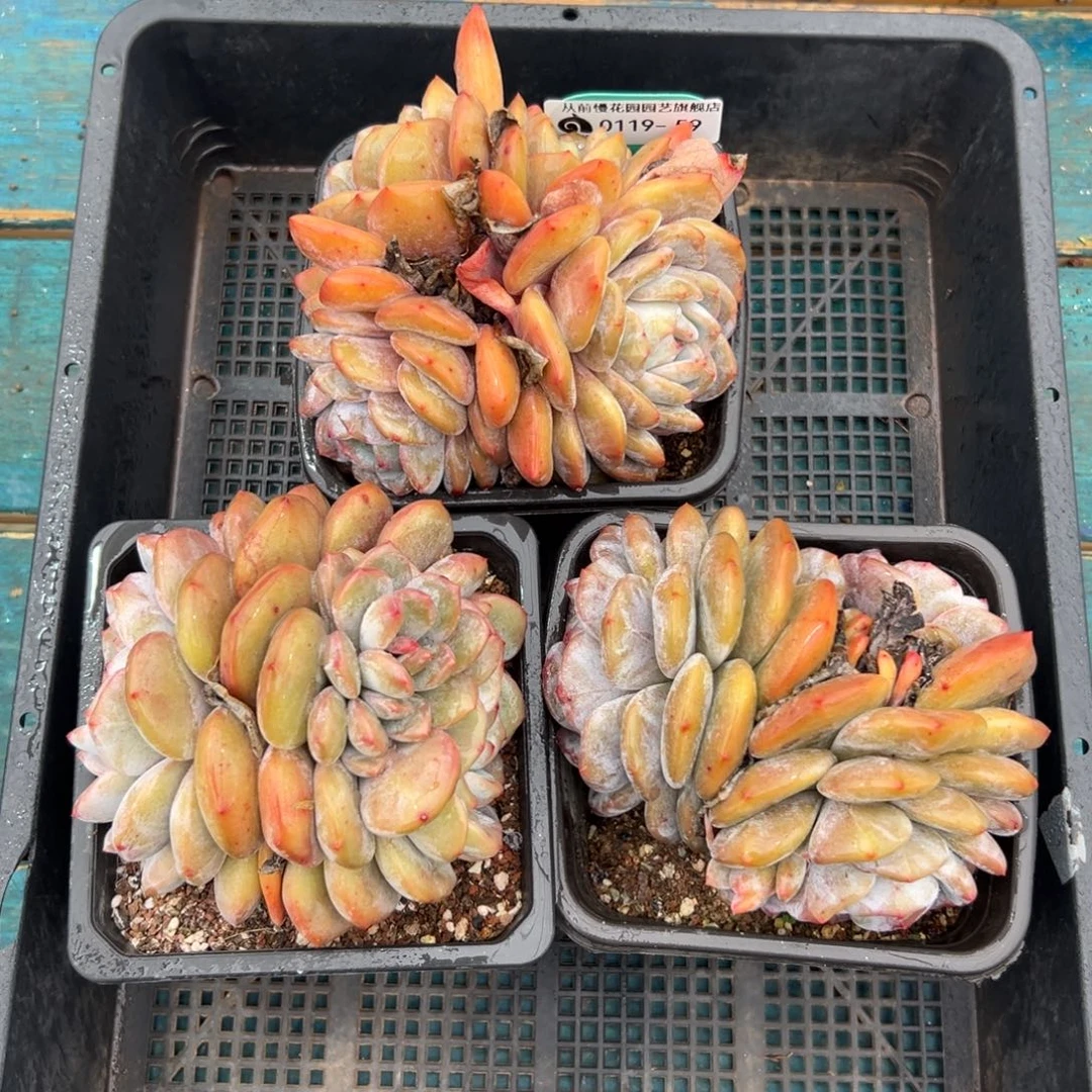 多肉一物一拍0119-59