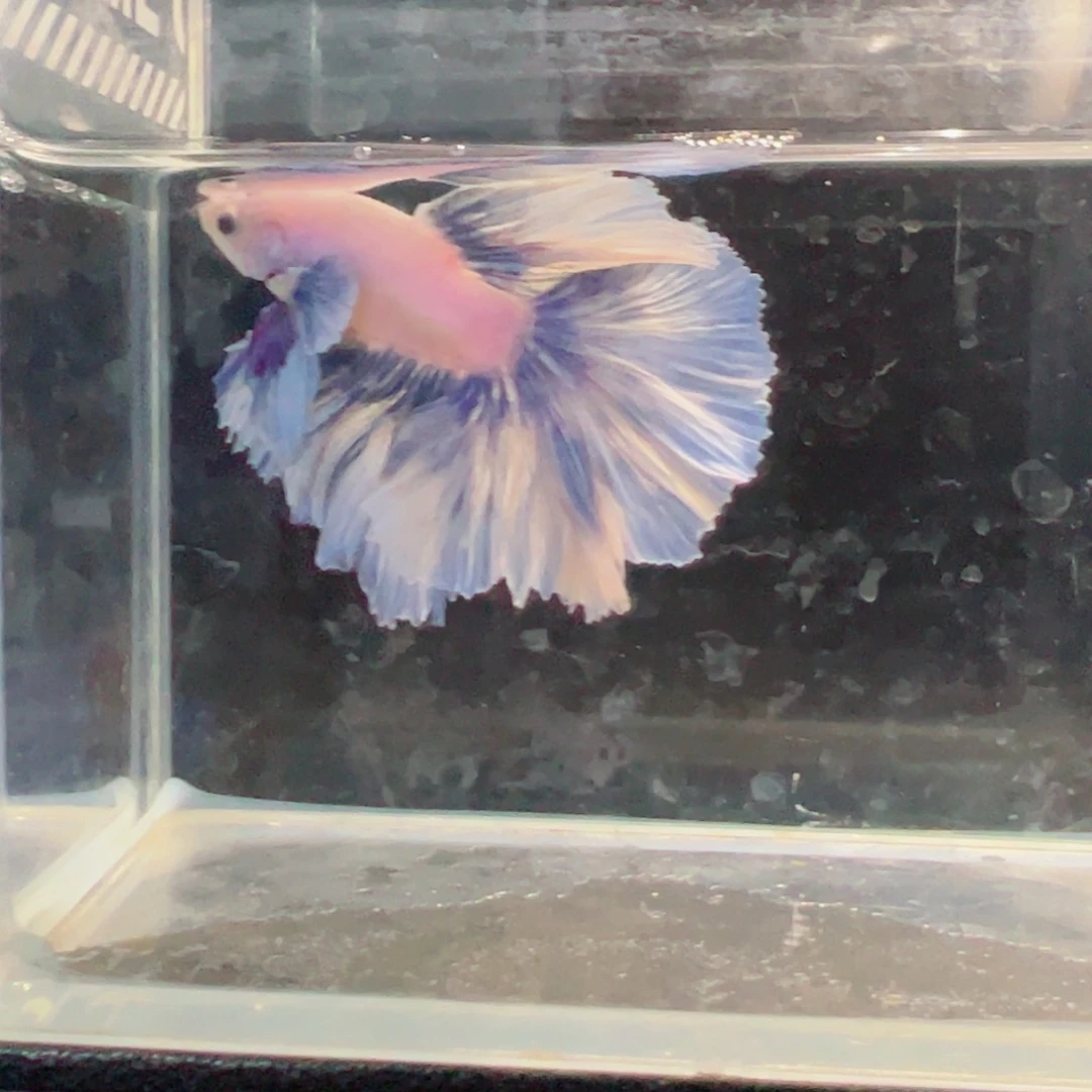 斗鱼浅色仙仙裙特殊尾