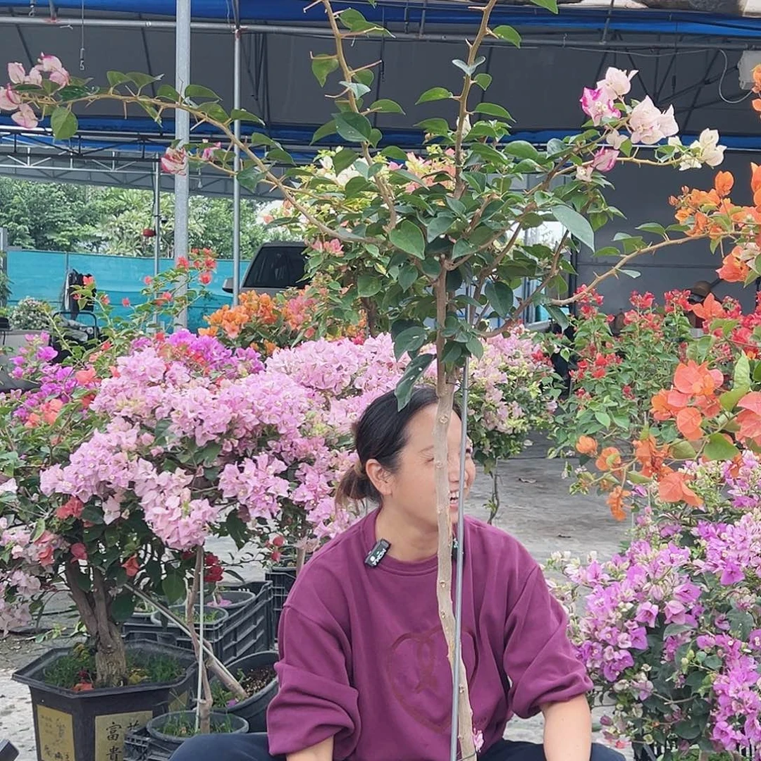 燕***子大部分花苞少量开放H97娆