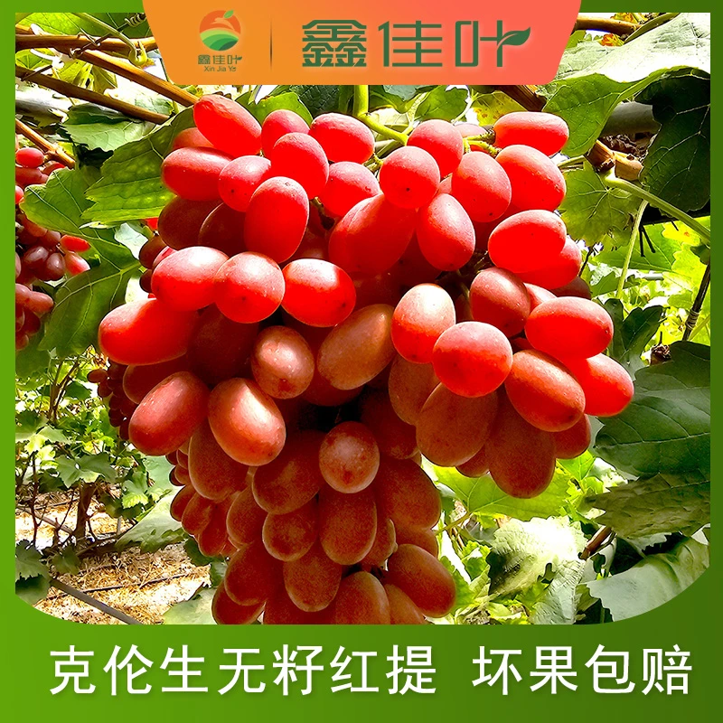 【鑫佳叶】四川大凉山克伦生无籽红提3/4.5斤装 2-5串 单果4-10g