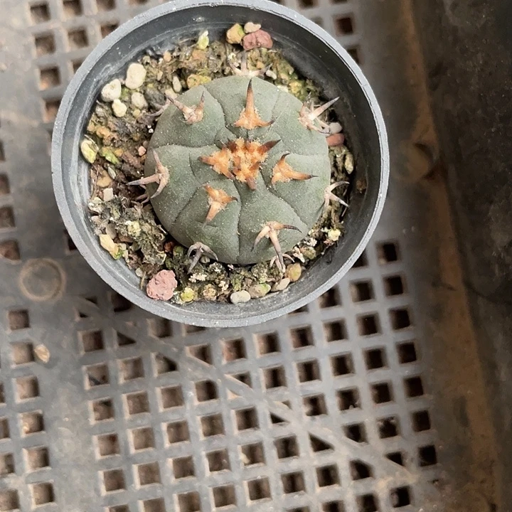 622小猫爪仙人球植物