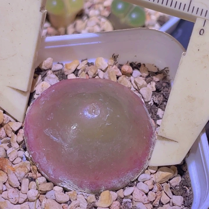 灯泡大母本3.4公分