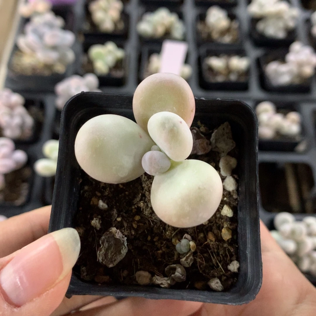 水光针奶酪多肉植物