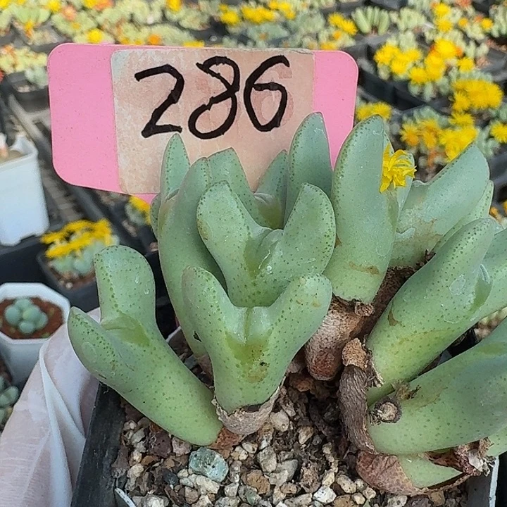 286哥哥哈哈哈哈很纠结