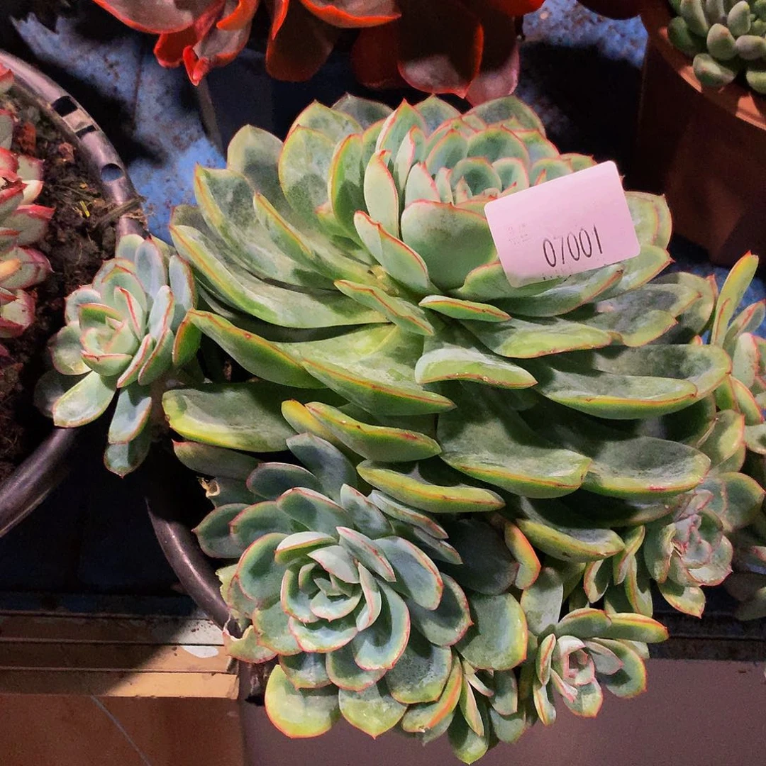 甜***子    晨露多肉07001