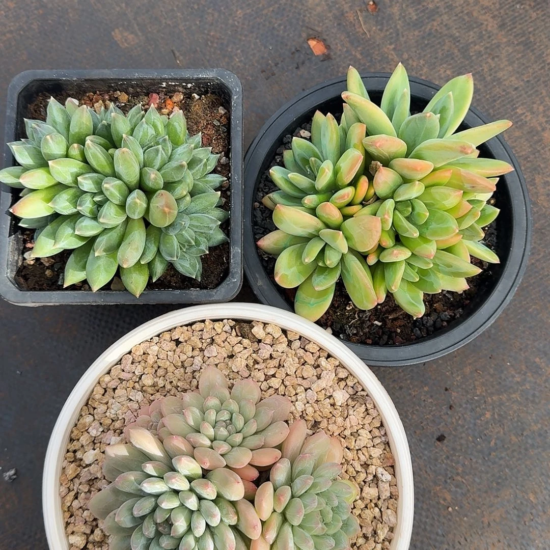 组合多肉植物3颗福利
