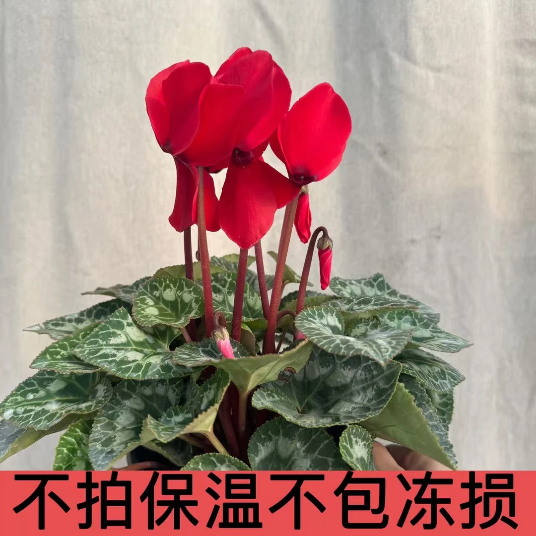 【国旗红】1代进口仙客来140盆径（换盆不售后）