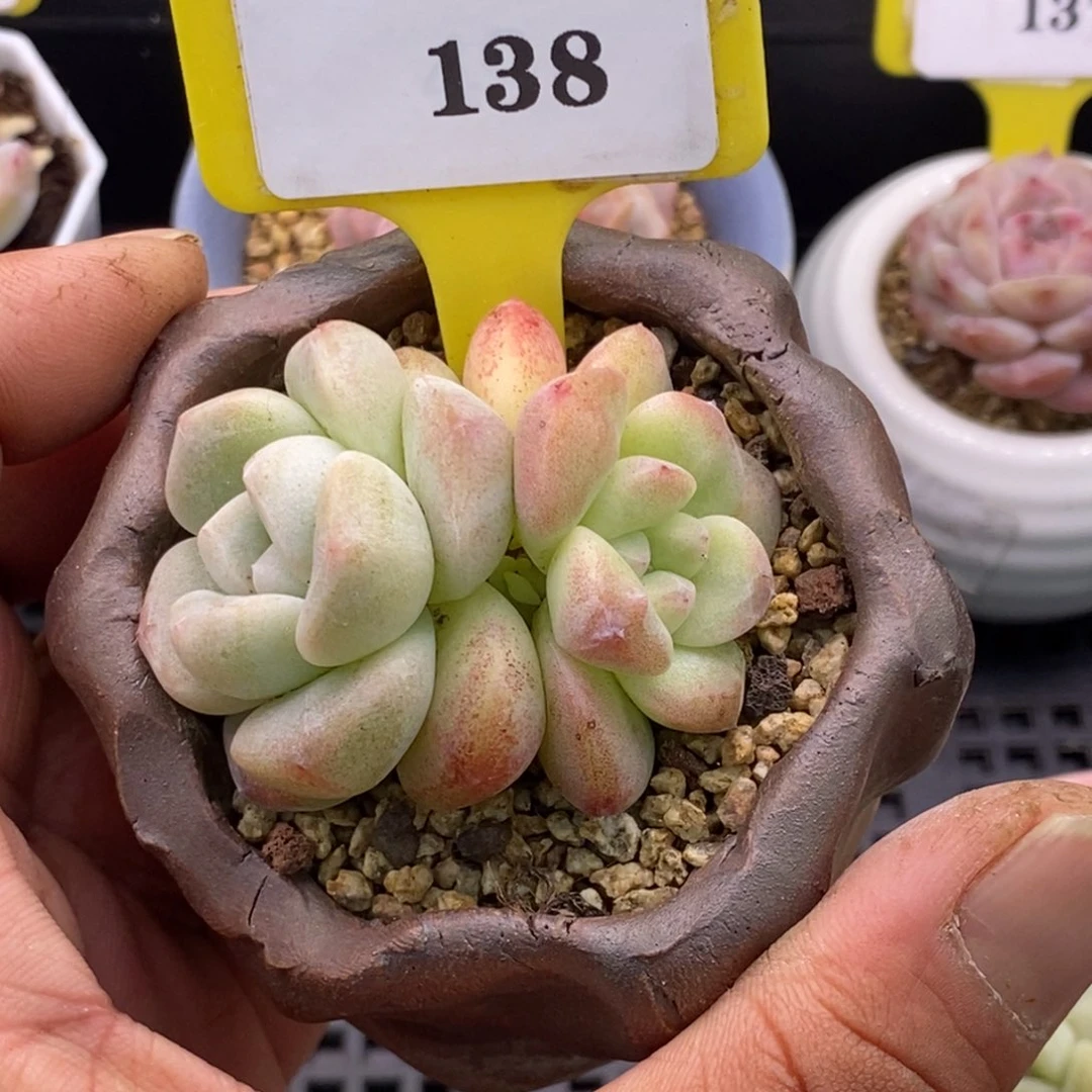 9138冰玉石化多肉植物