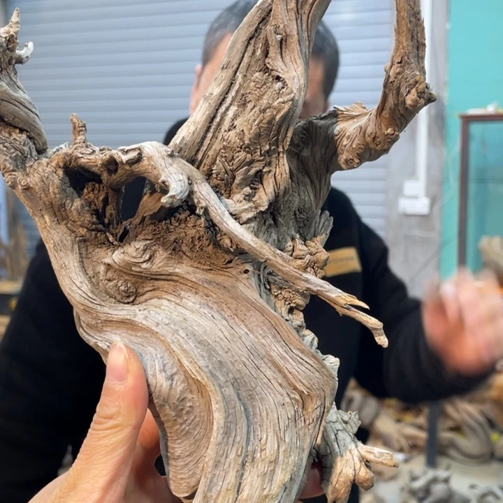 常*树我们都是好孩子呀