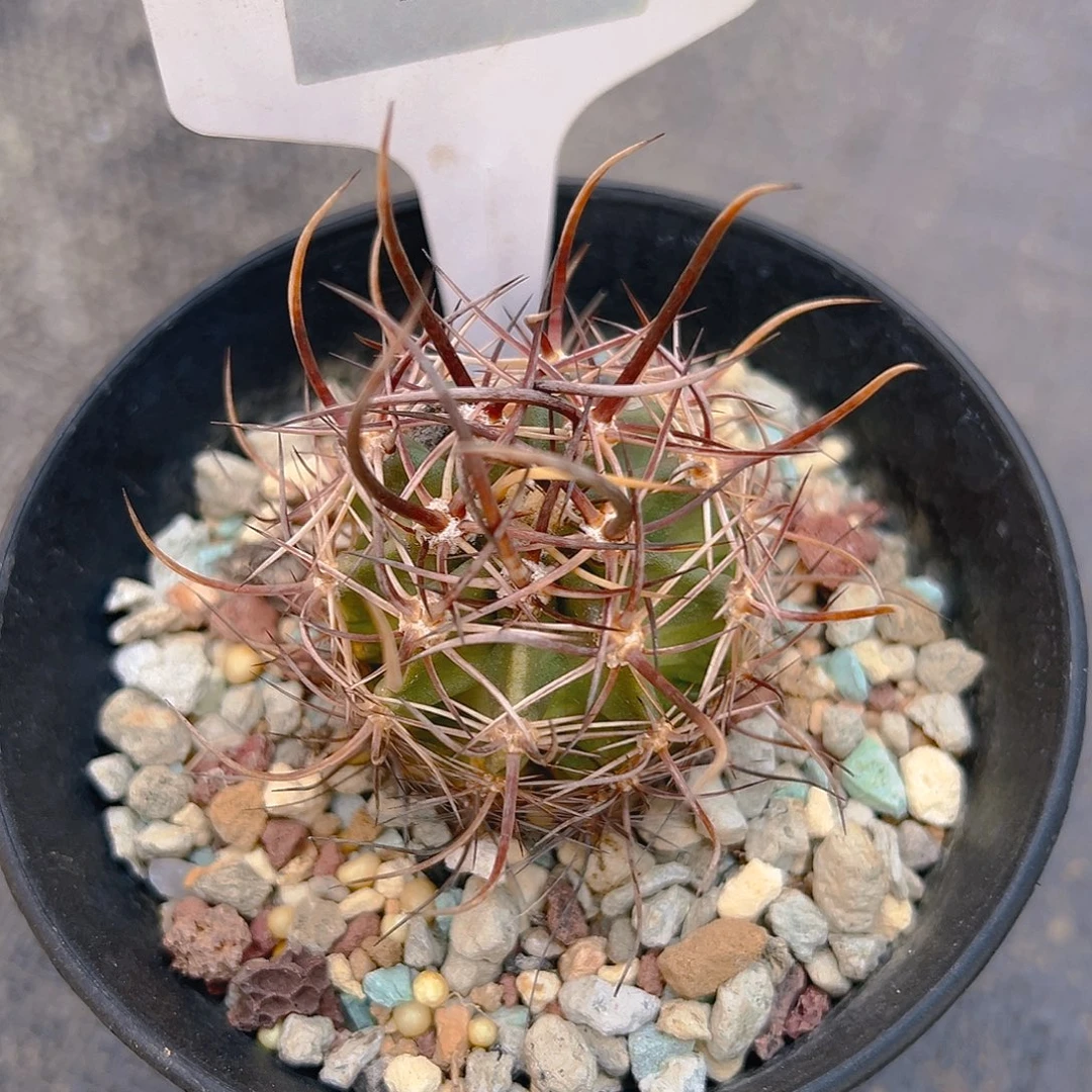 虾***仁7252林氏幻虾实生裸根发