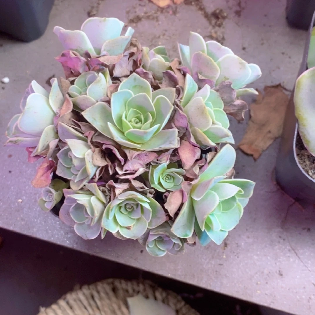 恋***゛山地玫瑰一物一拍919汤包小丸子