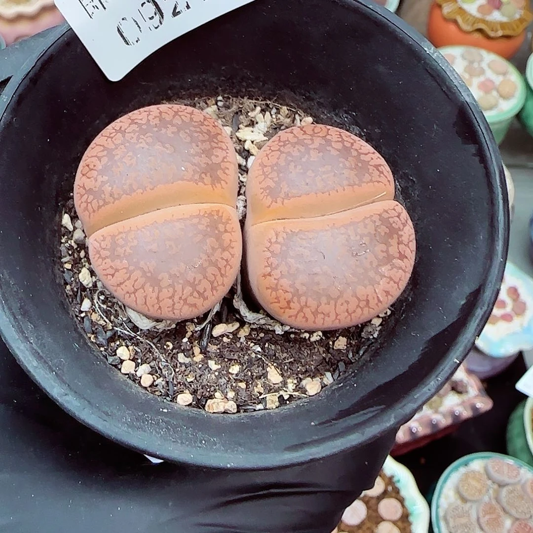 生石花满18包邮0924-254