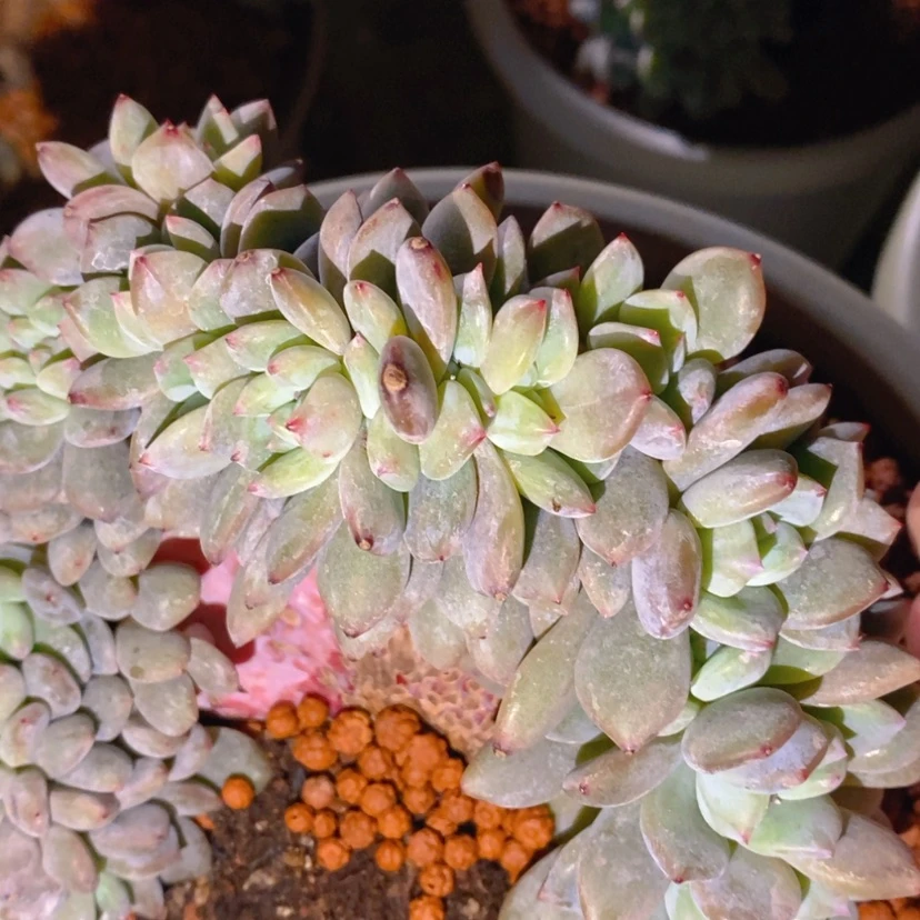 【闪购商品】木**呀32