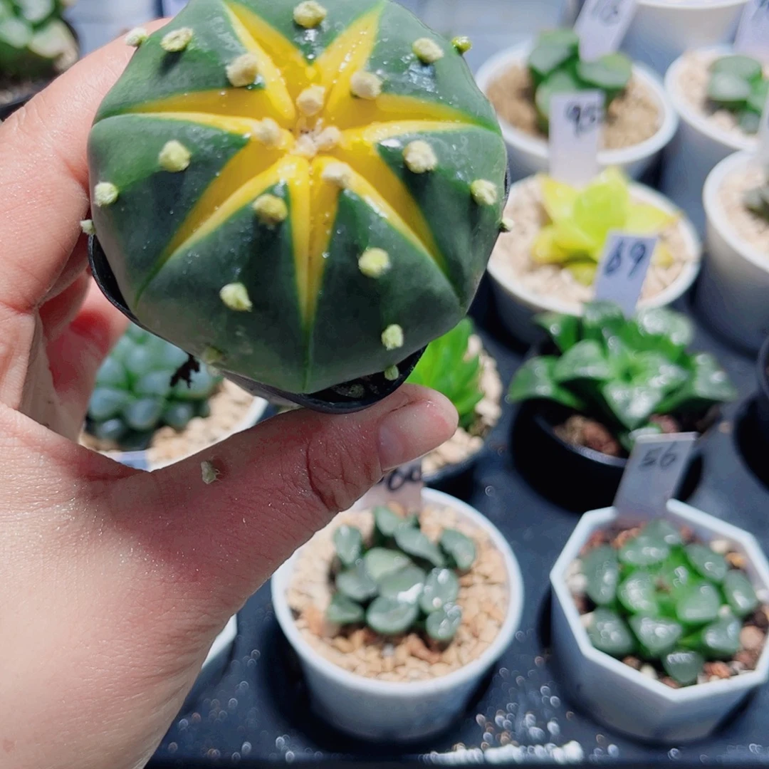 星兜锦小南瓜多肉植物6666