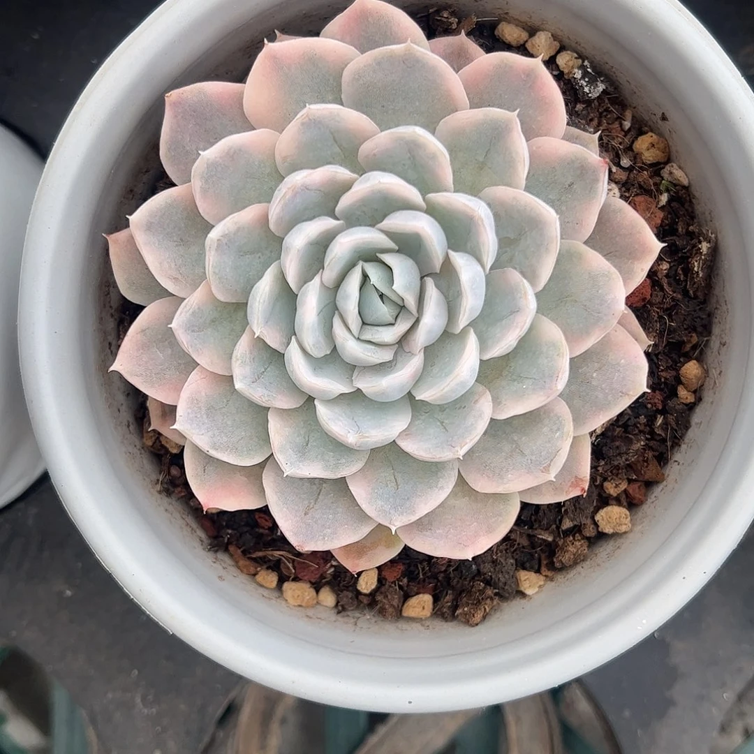 粉雪球锦 婕宝一物一拍