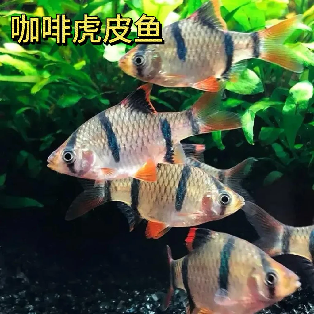 咖啡色虎皮鱼（3-4公分）2条(一单不发货)