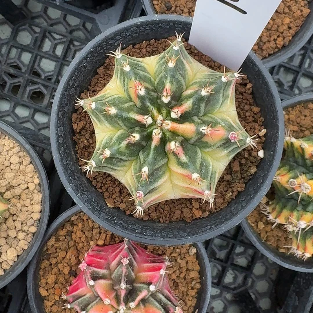L201-1127广东发货 luna