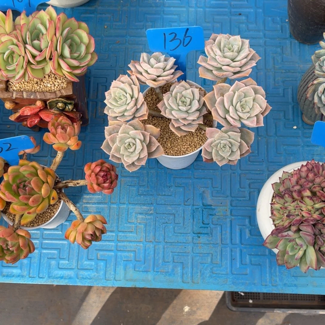 用****0136哈利玫瑰多肉