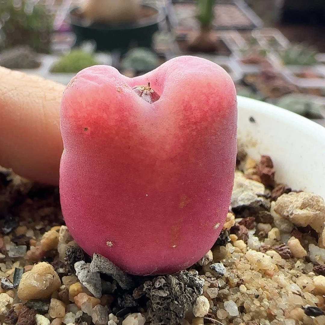 脱土发货哦24102