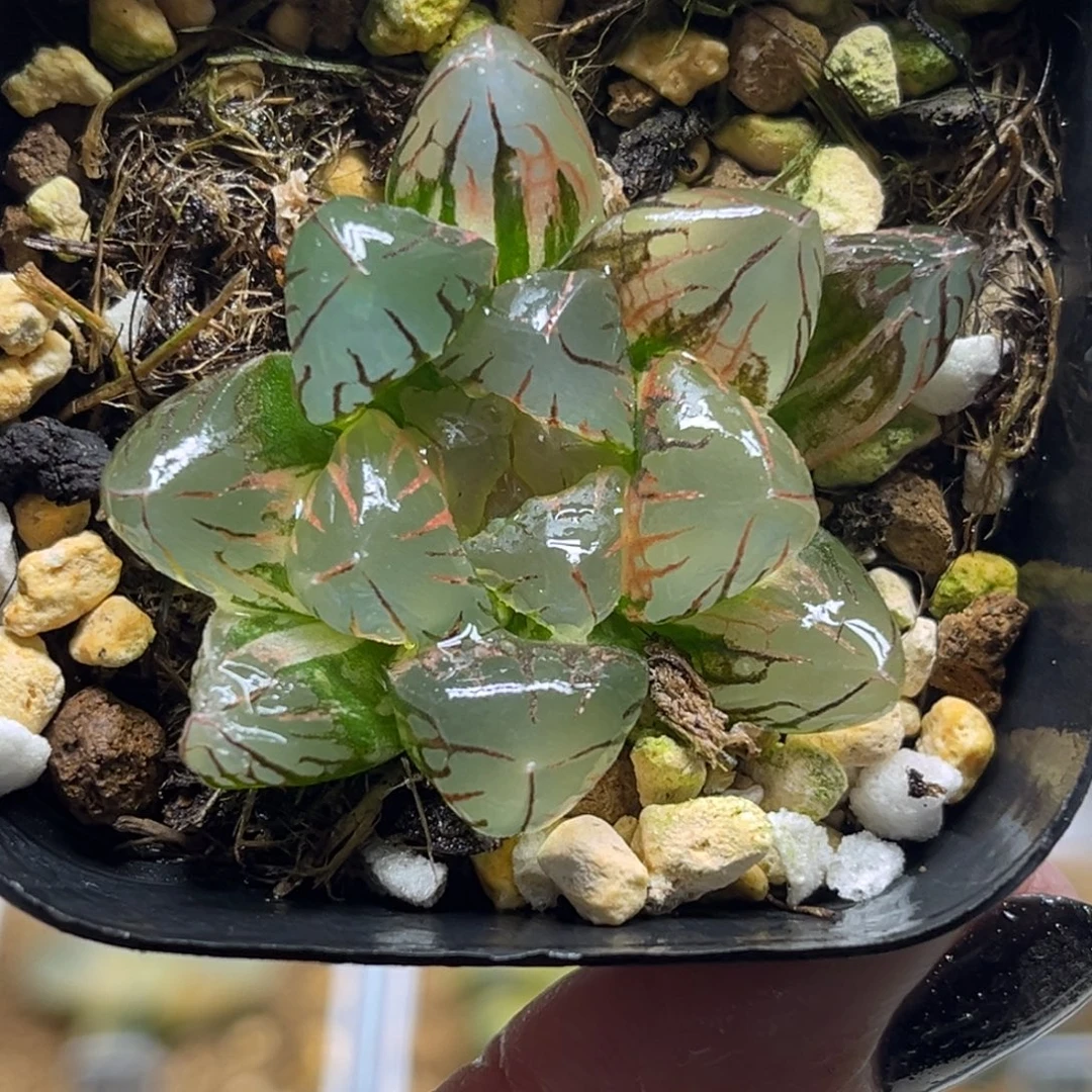 59红太阳玉露锦福利专场