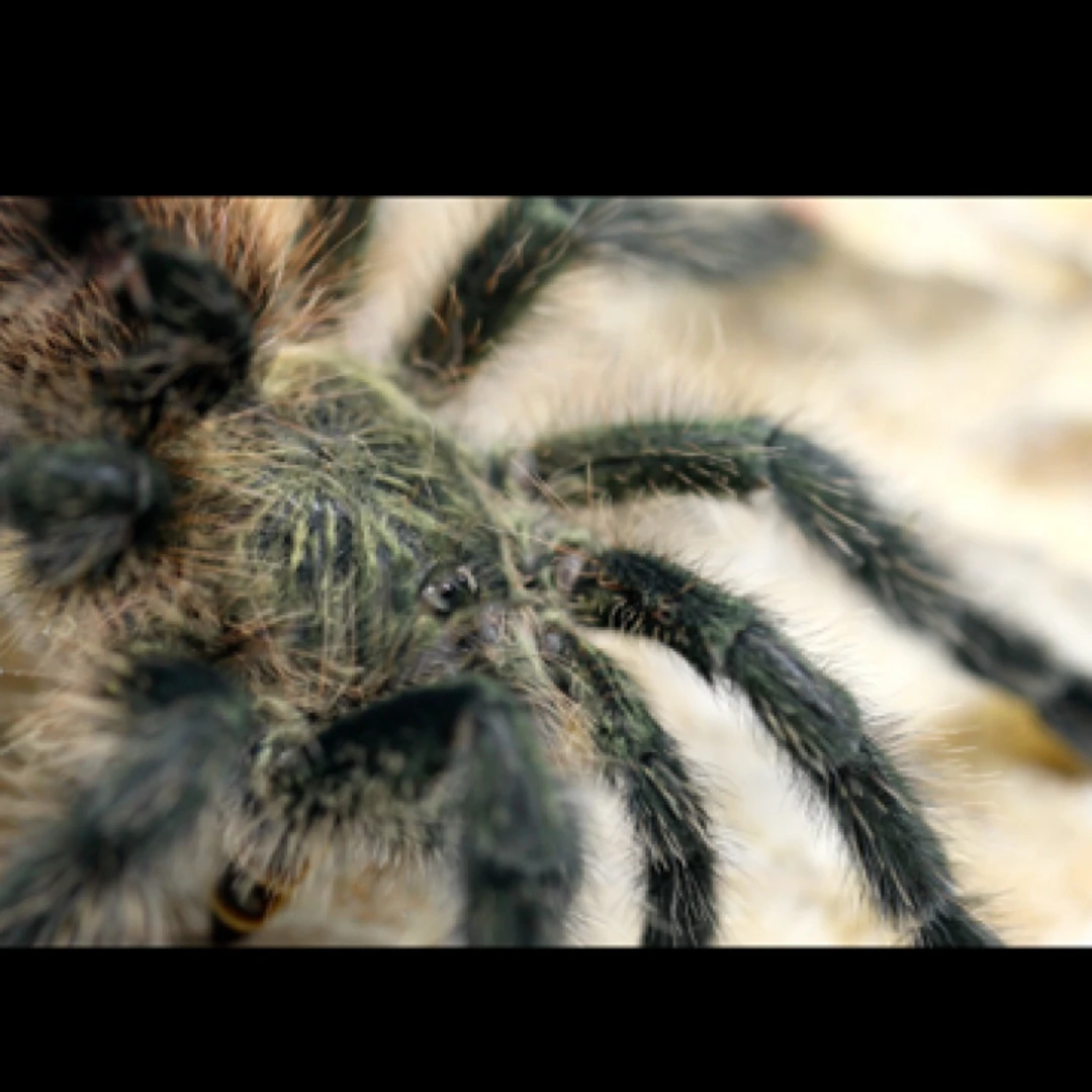 乌卡亚丽粉趾星空炫彩粉趾