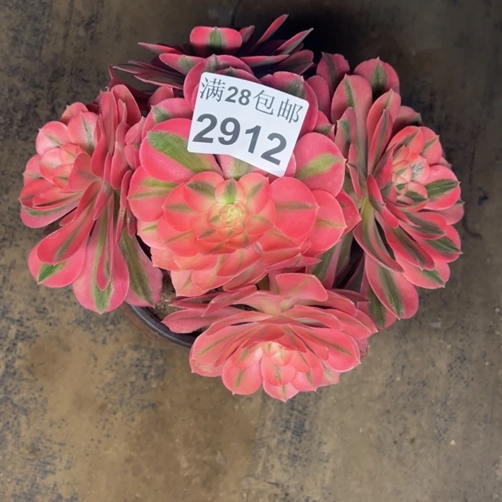 2912女巫多肉植物