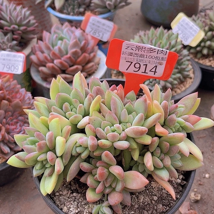 贵妃 7914。