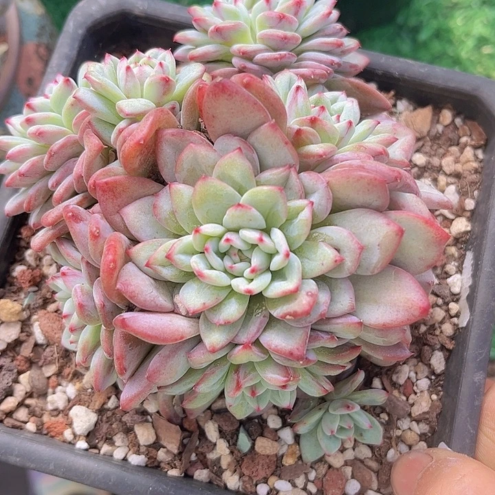 塔帕帕10145多肉植物