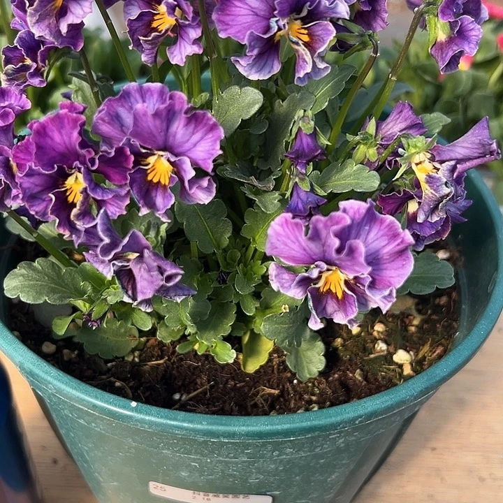 红陶抖音直播闪拍25