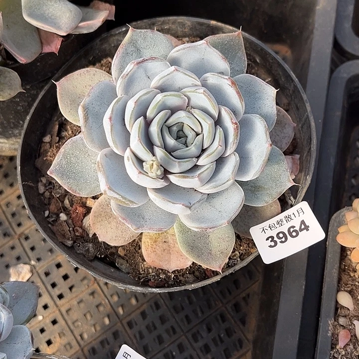 阿雅园艺。     3964