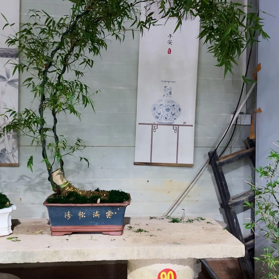 ?**?小叶簕竹熟桩陶瓷盆一物一拍