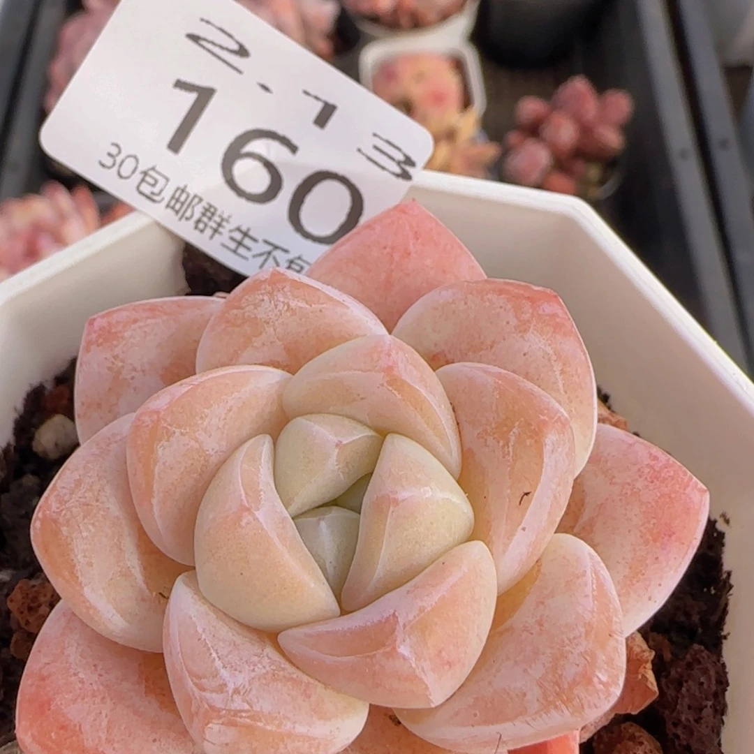 粉冰玉单头一颗脱土发货