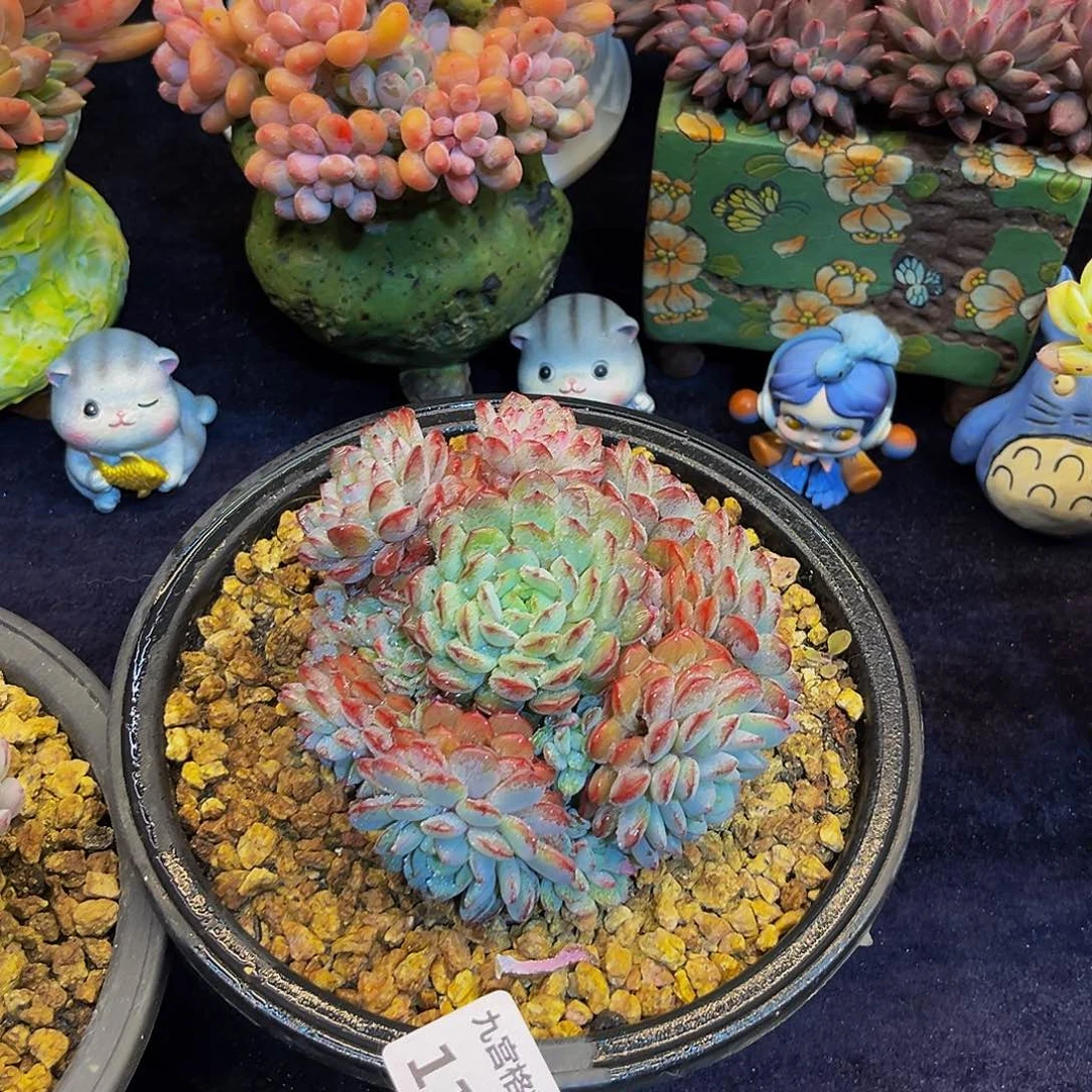 一物一拍鲁宾11350