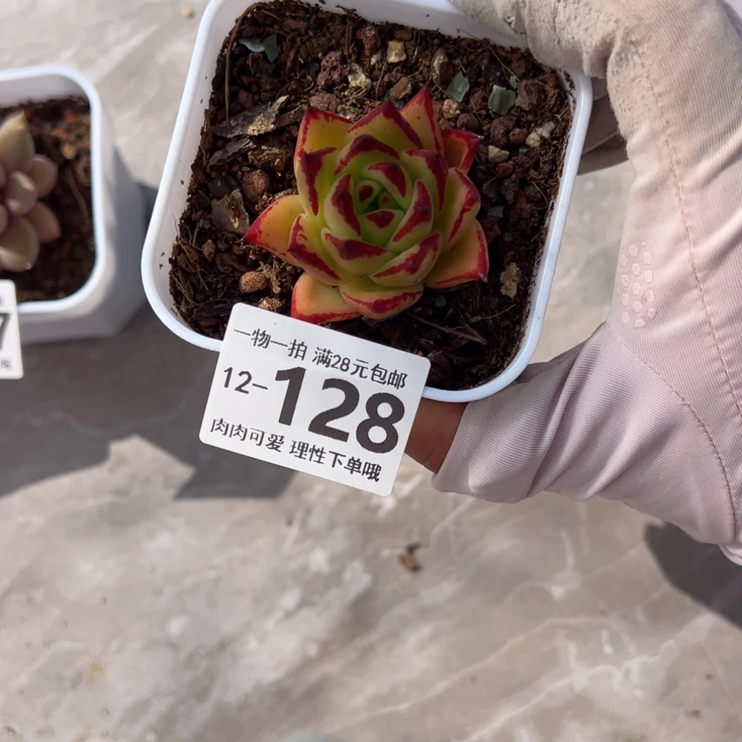 口红多肉多肉多肉多肉