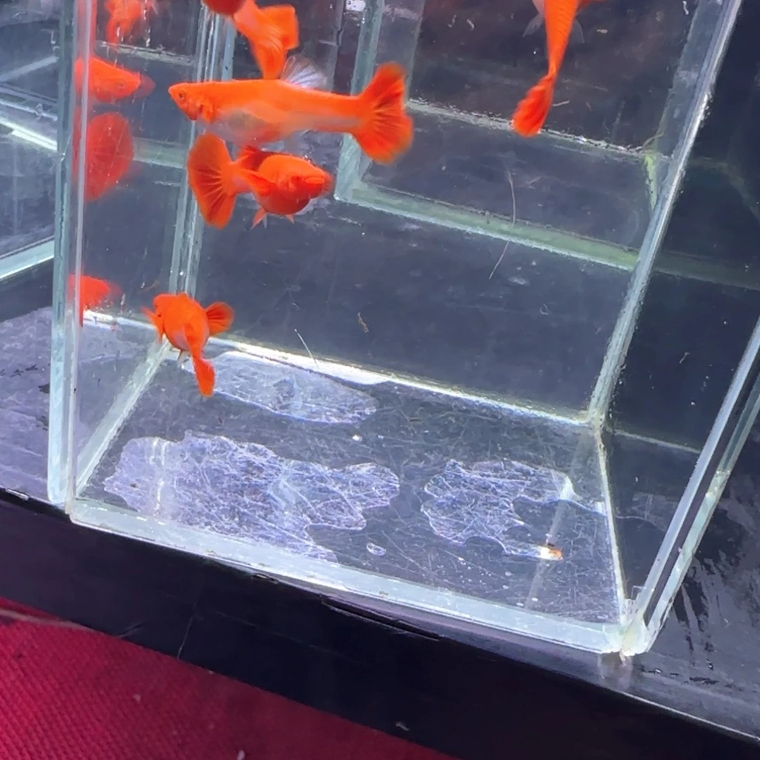 孔雀鱼鸿运分水6条