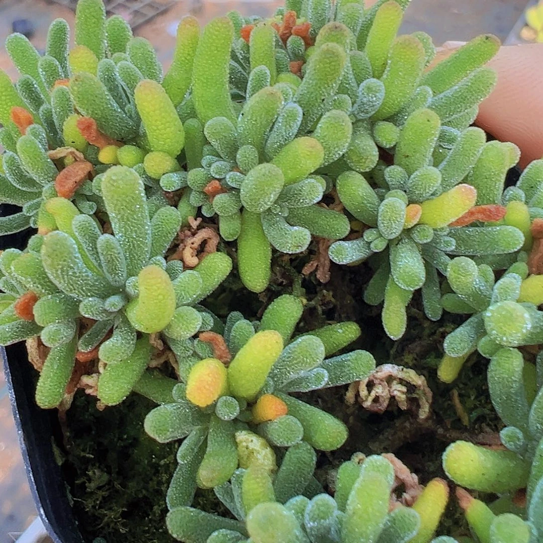 荧光兔枝干19包邮