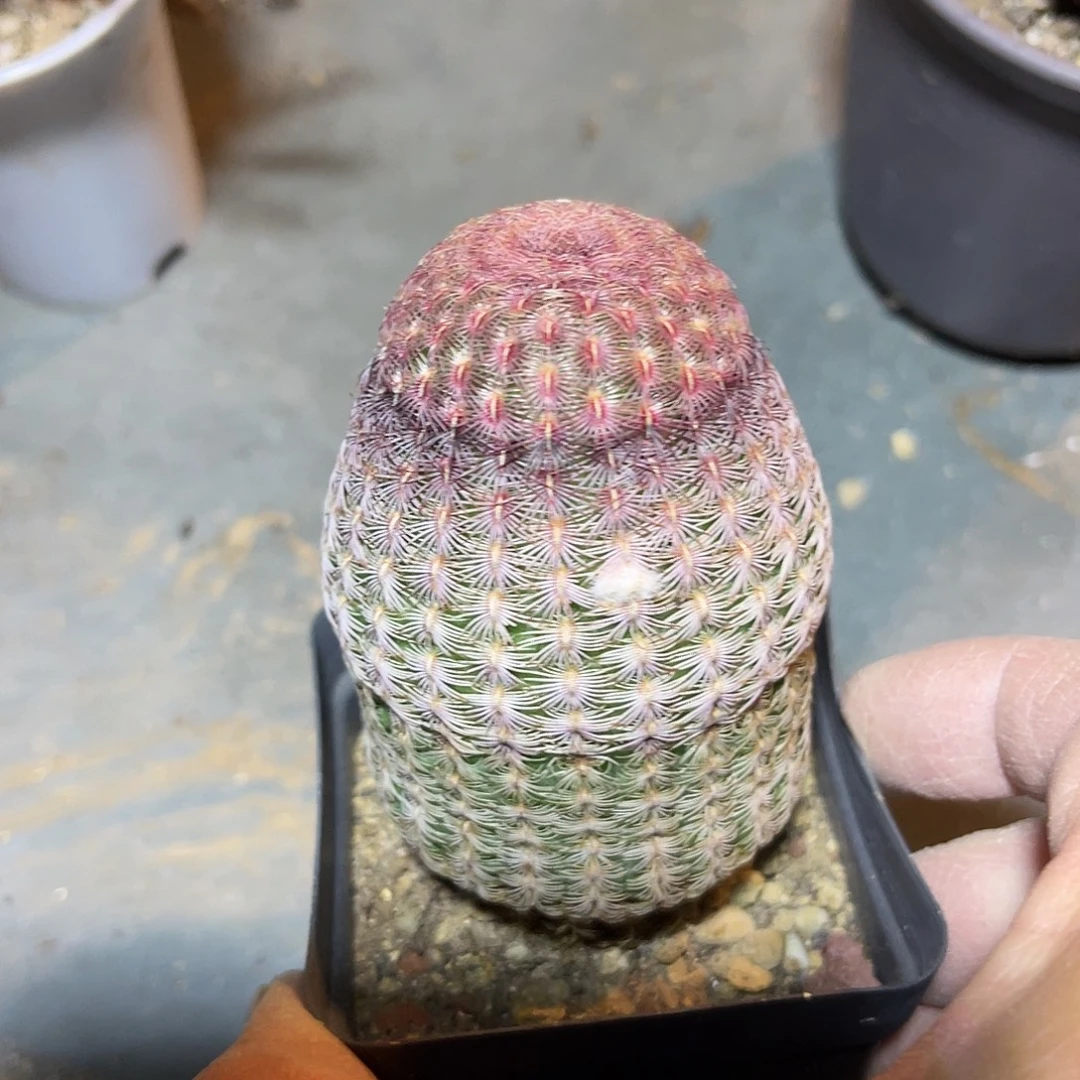 实生红太阳仙人球一物一拍