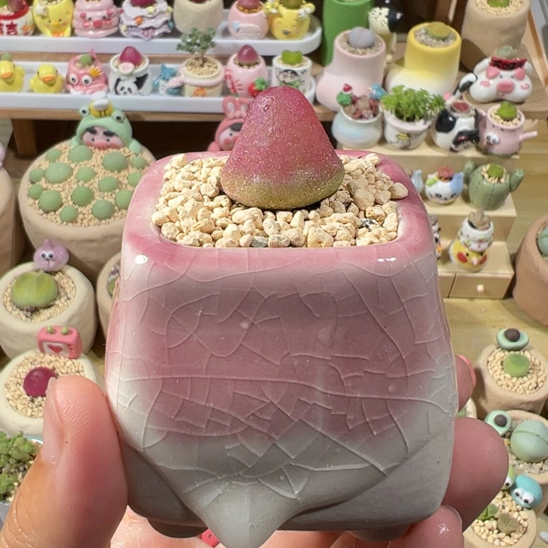 多肉植物42号灯泡特价