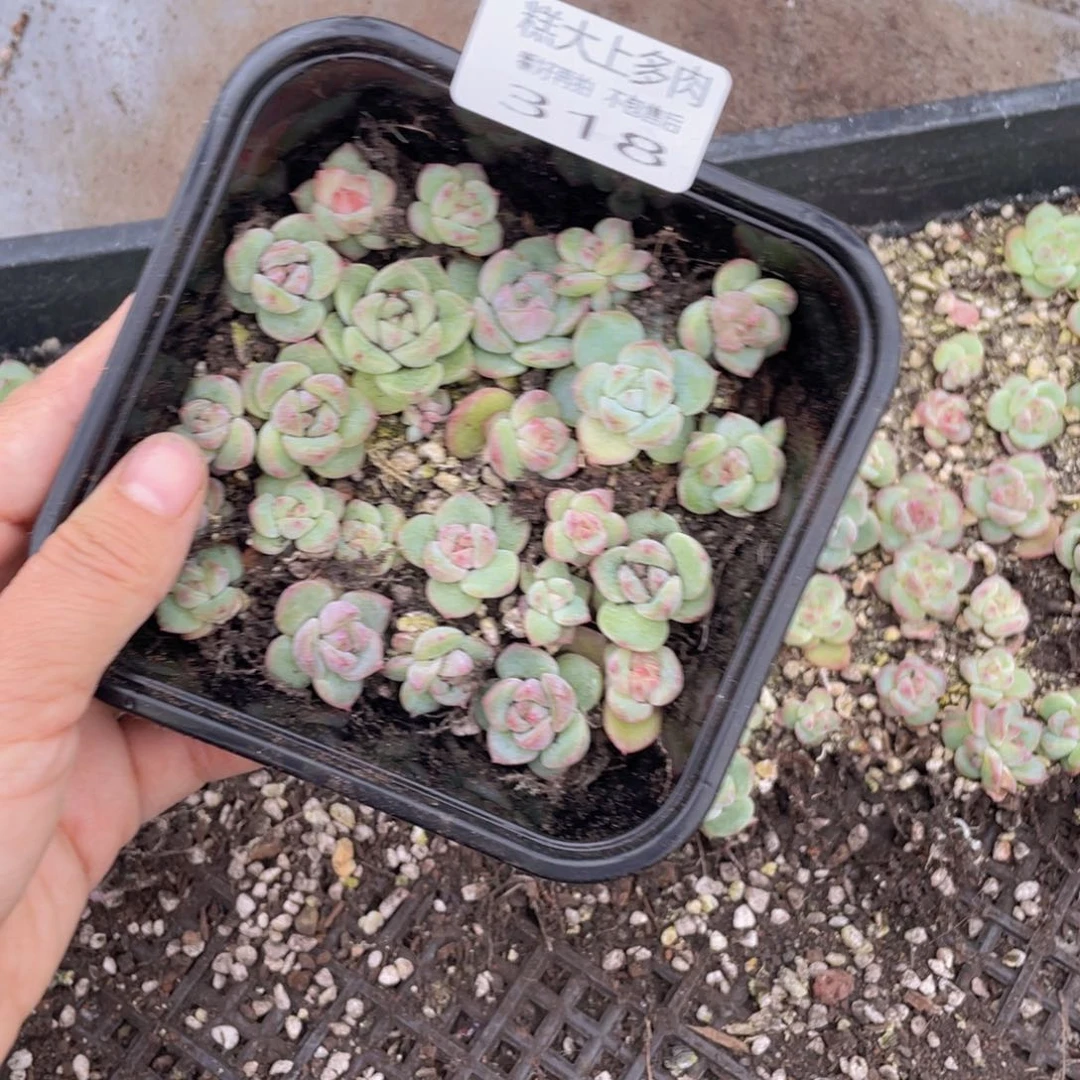 糕大上多肉植物318