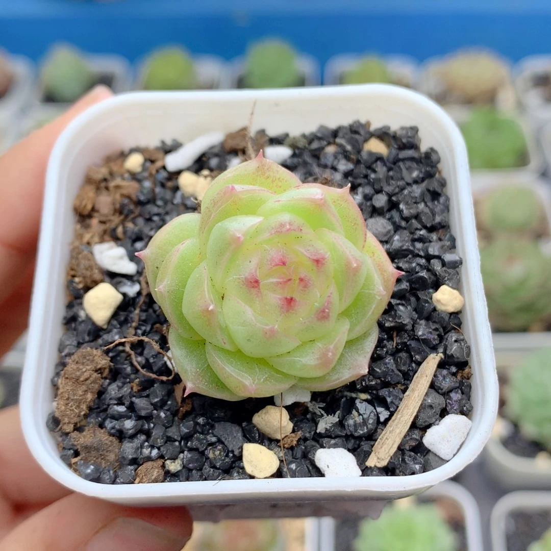 58包邮 群生不包整15