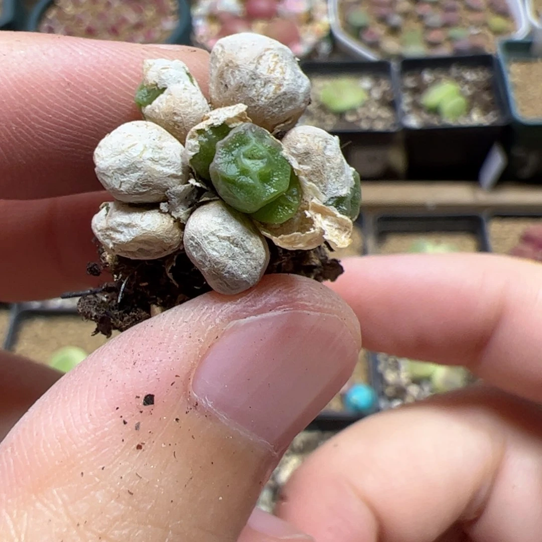 【闪购商品】10 开播福利