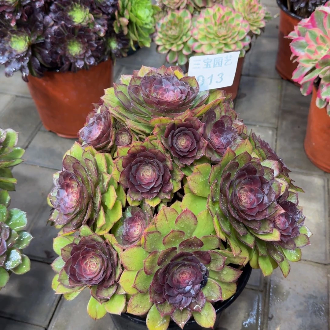 王*娘多肉植物013桃花石